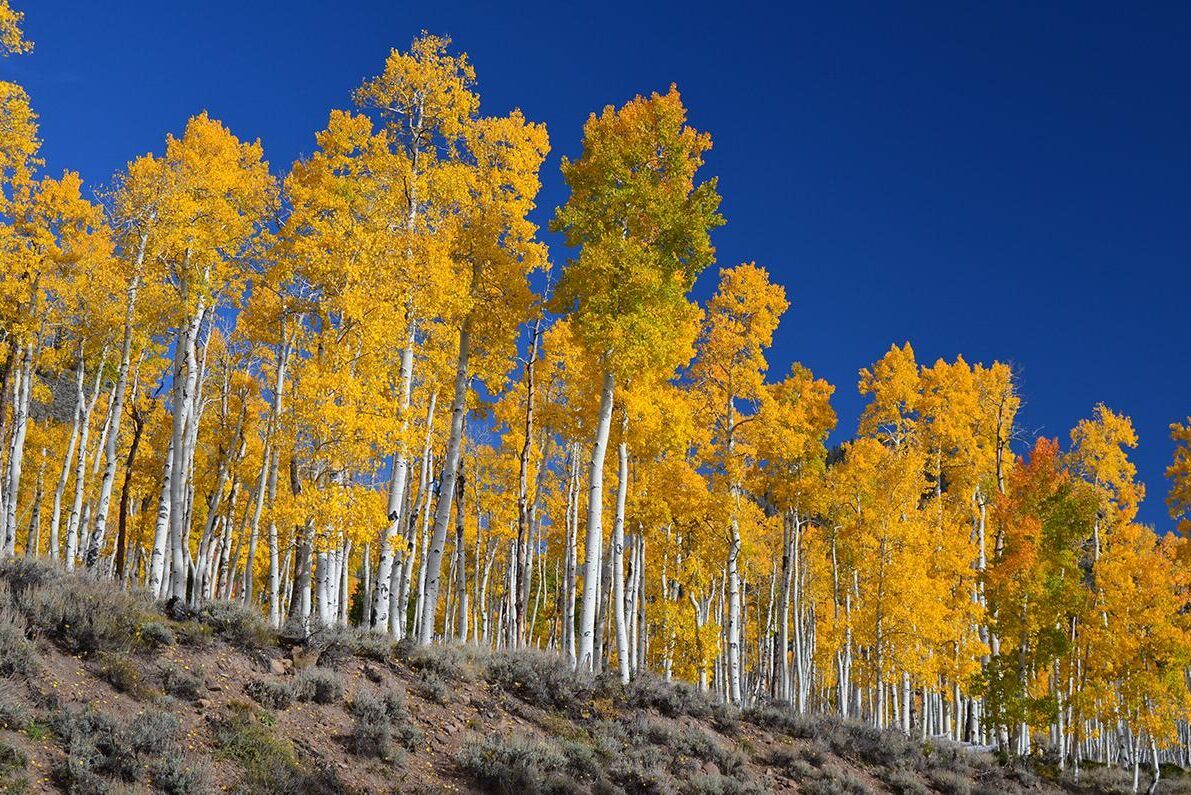 Skogen Pando i den amerikanska delstaten Utah är en enda individ bestående av tiotusentals träd. Forskning visar att skogen nu håller på att krympa och riskerar att dö.