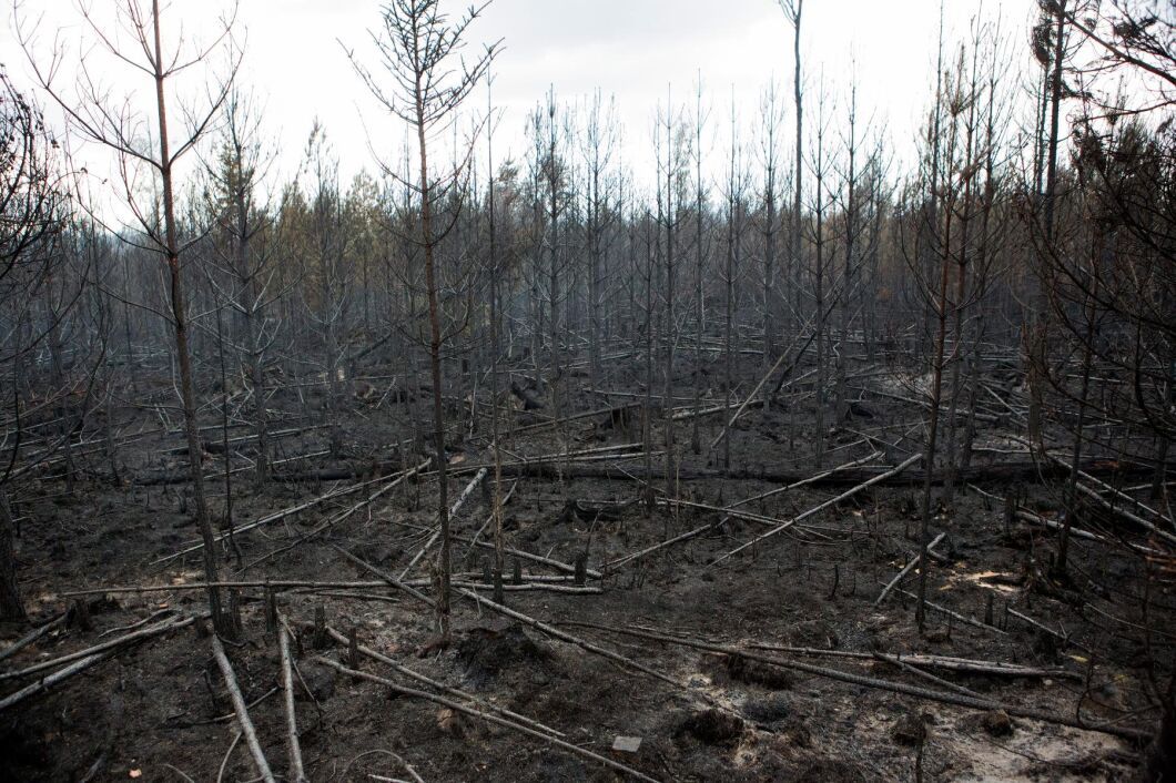 Skogsbranden i Västmanland sommaren 2014 blev en möjlighet för forskning om allt från vad frivilligarbetet betyder för drabbade och invånare till skogsbrändernas beteenden och om hur landskapet återhämtar sig efteråt.