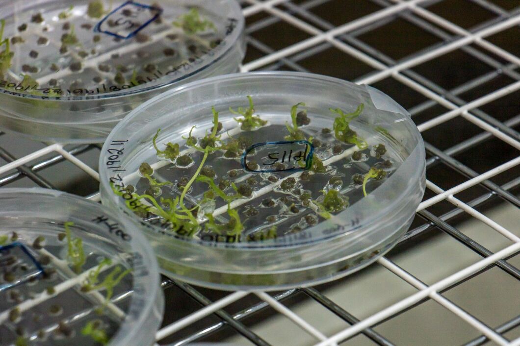 I Alnarp odlas stärkelsepotatis med nya crispr-teknik på prov.