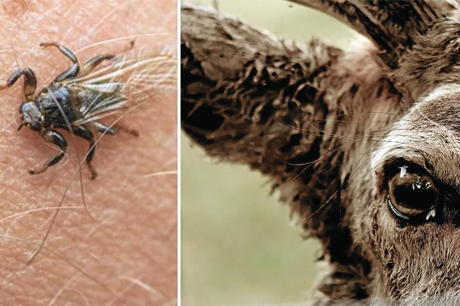 Älgflugorna lever som parasiter på stora hjortdjur som älg och rådjur och kan orsaka stort lidande. Men de ger sig också på människor.