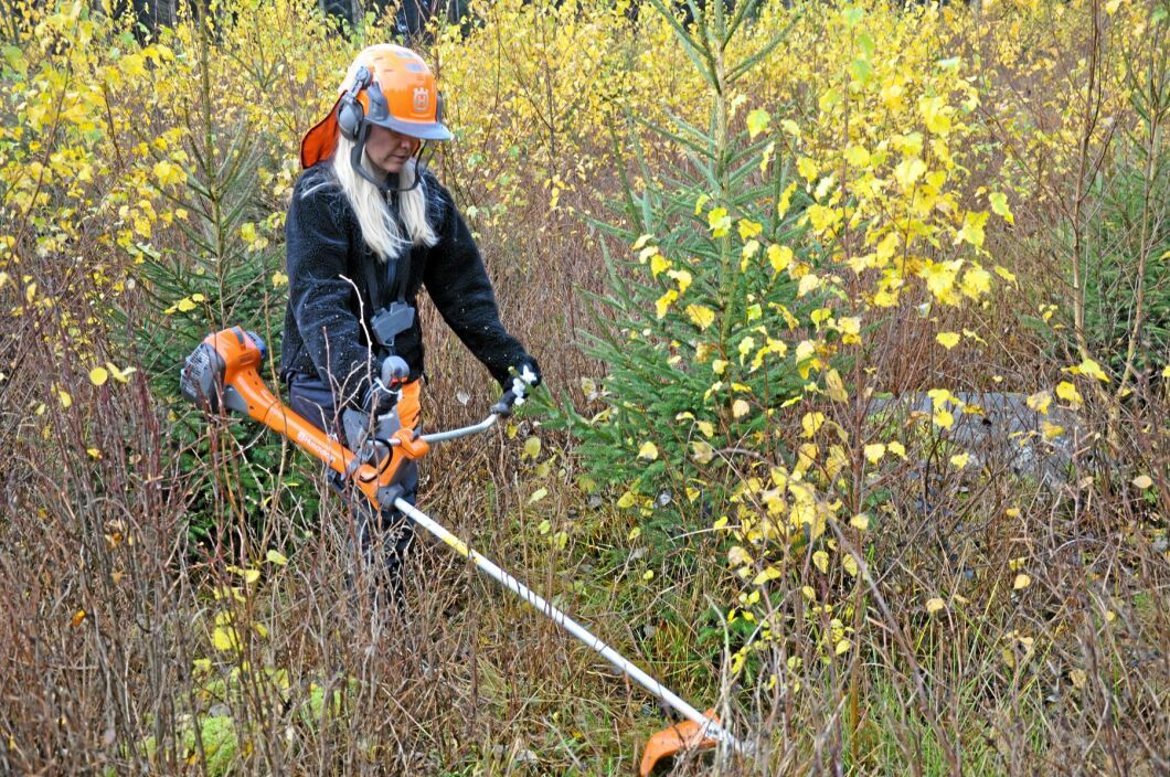 I år kan finska skogsägare få stöd för vård av 124 000 hektar ungskog.