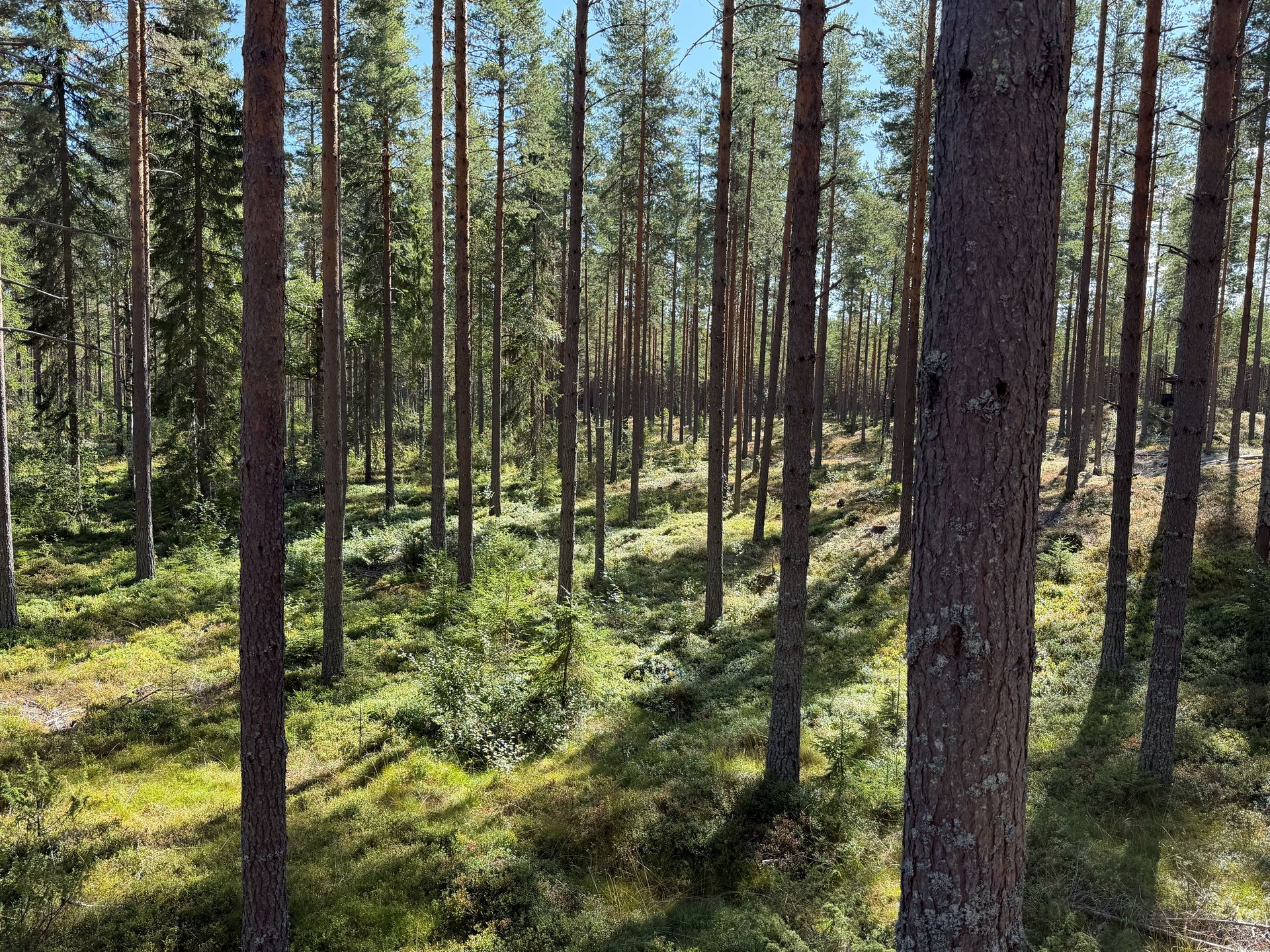 Fin skogsfastighet i Mora Vika