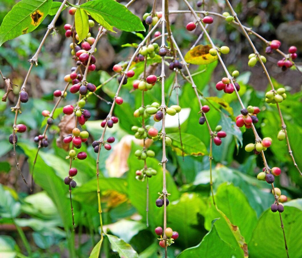 Bönderna i världens största kaffeexportland Brasilien har det svårt att få produktionen att gå runt. Årets rekordskörd gör att odlarna får mindre betalt.