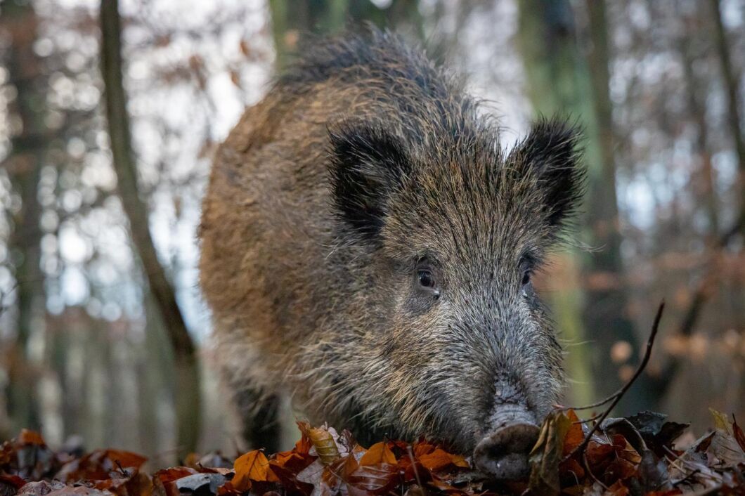Vildsvin kan vara orsaken till utbrotten av salmonella Choleraesuis i Skåne.
