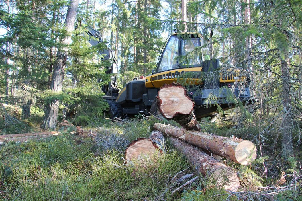 Sveaskog vill öka den biologiska mångfalden i sina skogar. ”Det här är vad Sveaskog anser vara ett hållbart skogsbruk”, säger styrelseordförande Eva Färnstrand.