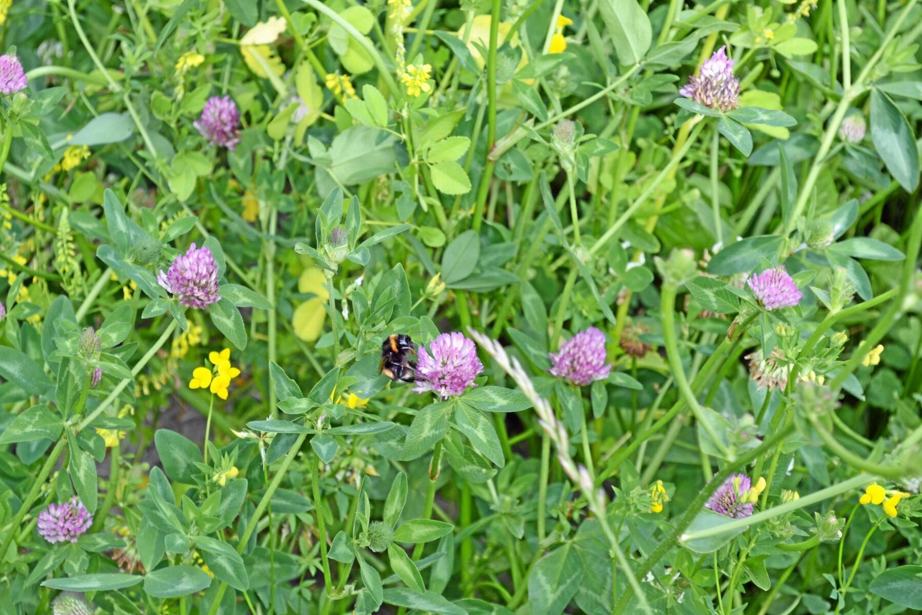 Regeringen vill gynna humlor och andra pollinerande insekter.