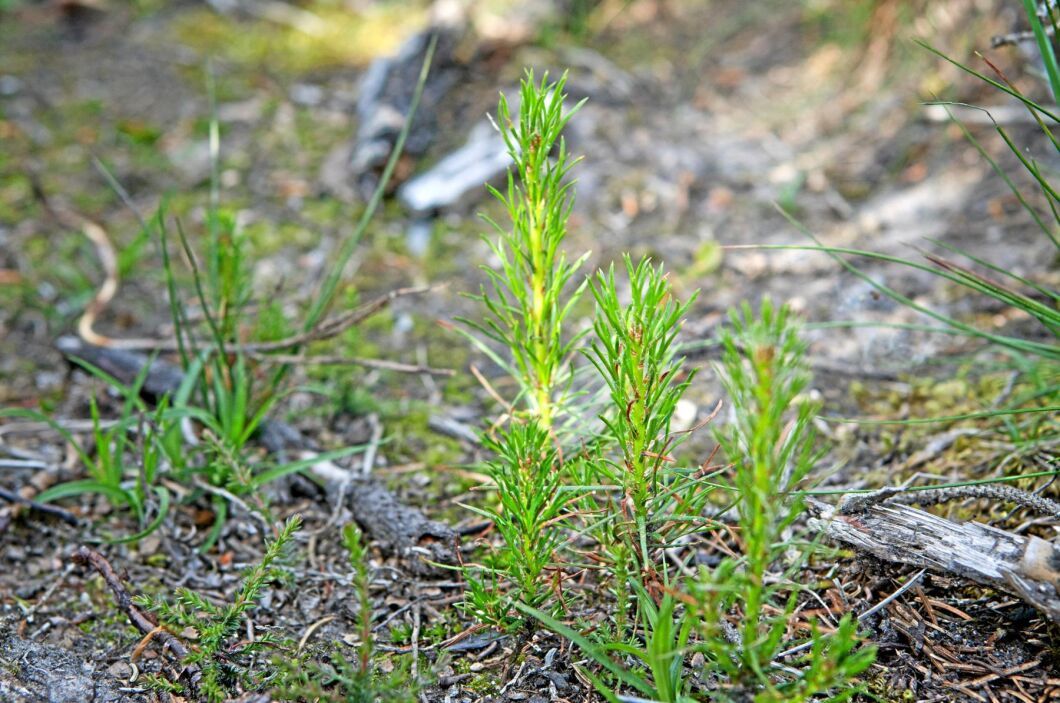 Vid sådd kan småplantor vara känsliga för svampsjukdomen tallskytte men Annalena Cronas plantor har klarat sig.