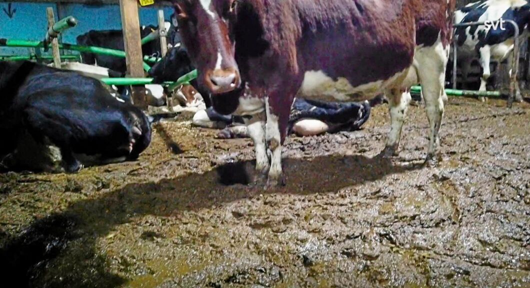 Uppdrag Gransknings program om Arlagården redovisade aldrig att utgödslingen hade gått sönder när djurrättsaktivister filmade inne i ladugården.