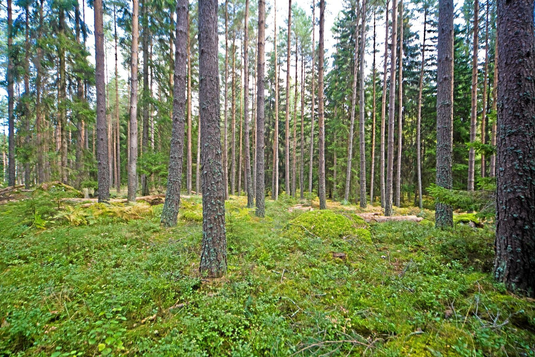 I en tallskog är det alltid ljusare än i en granskog, oavsett ålder. Det ger mer bärris som viltbete på marken.