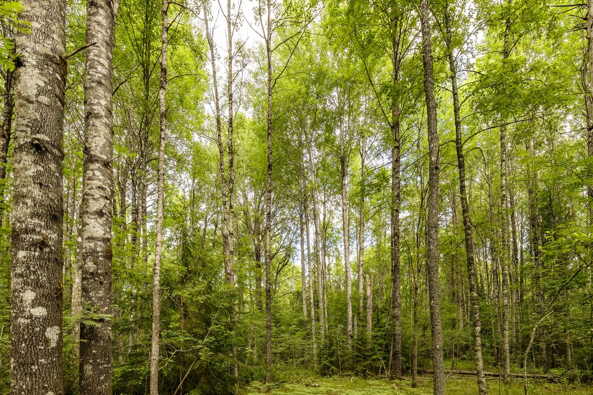 Vidarsgården - Gård i Rinkaby, fina åkerarealer