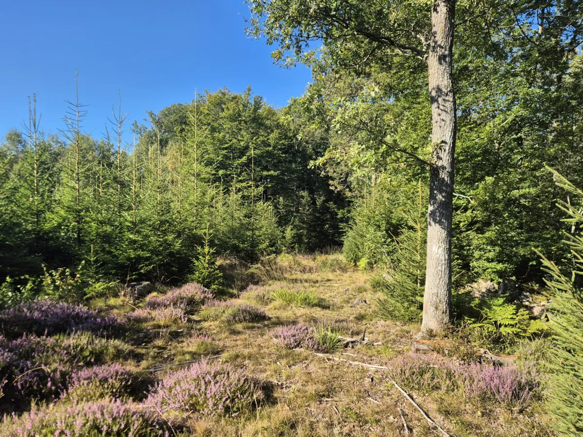 Produktions-/rekreationsskog om 86 ha i Klippan