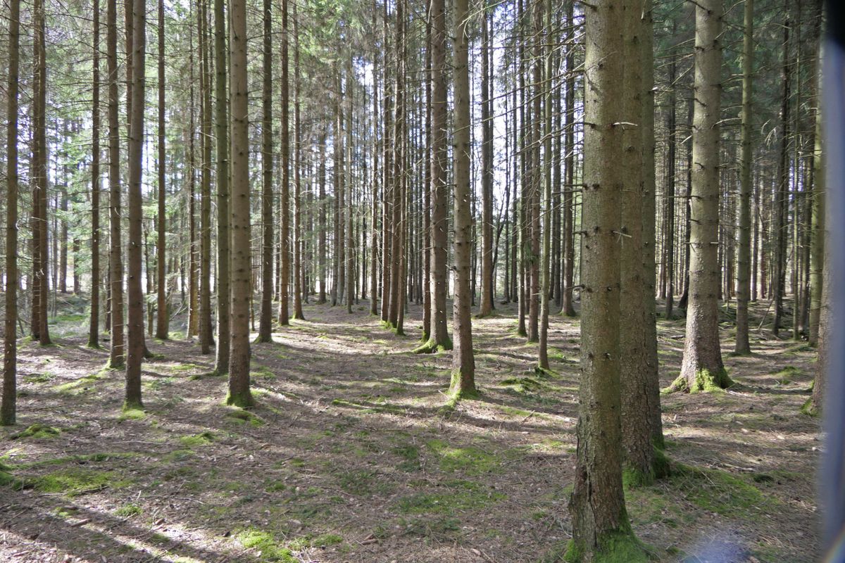 Källsmossen - Äldre gård med skog och jord