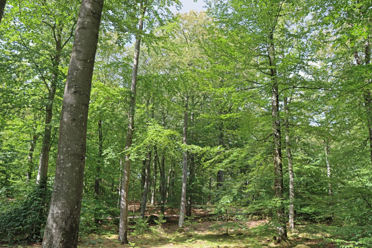 Bertilstorp - Skogsfastighet på Österlen