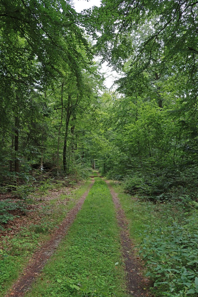 Bertilstorp - Skogsfastighet på Österlen