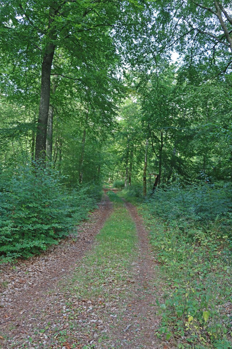 Bertilstorp - Skogsfastighet på Österlen