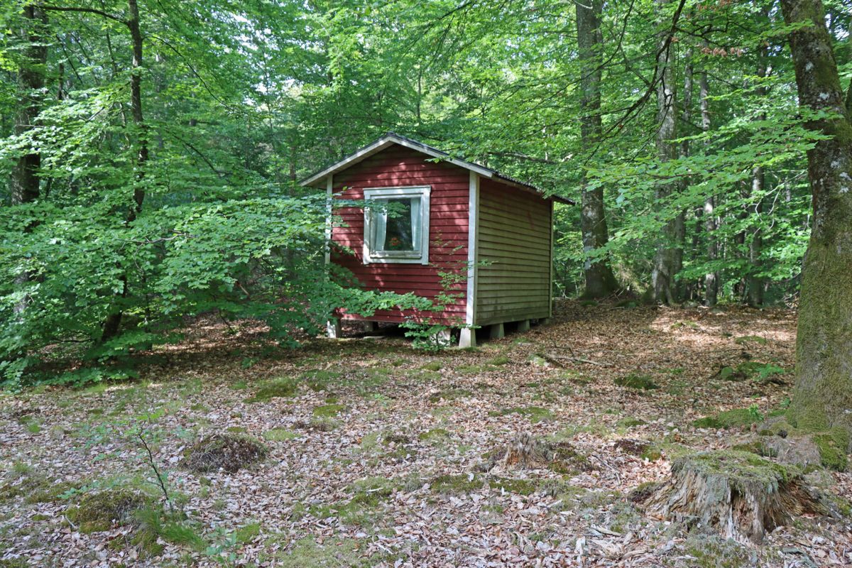 Bertilstorp - Skogsfastighet på Österlen