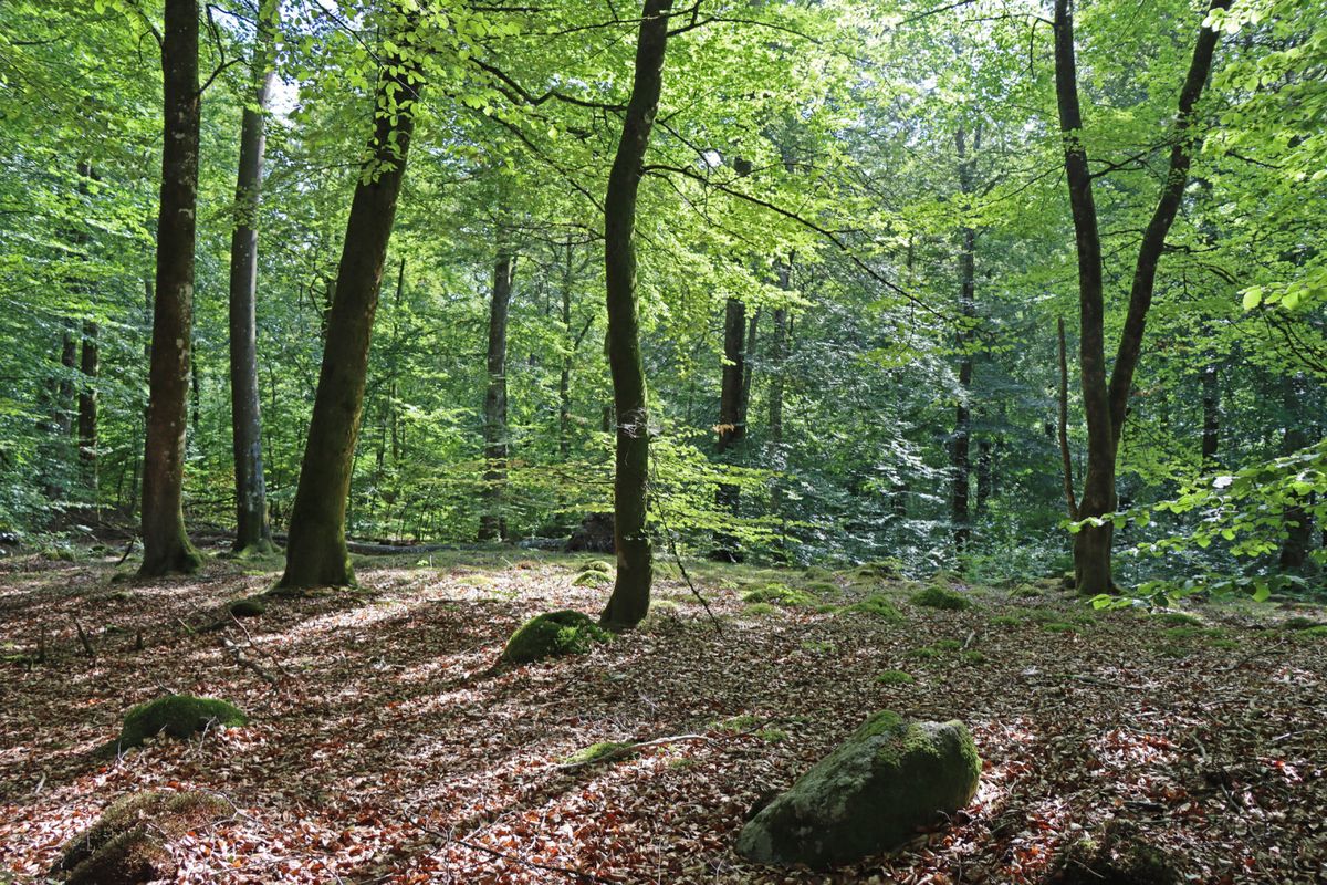 Bertilstorp - Skogsfastighet på Österlen
