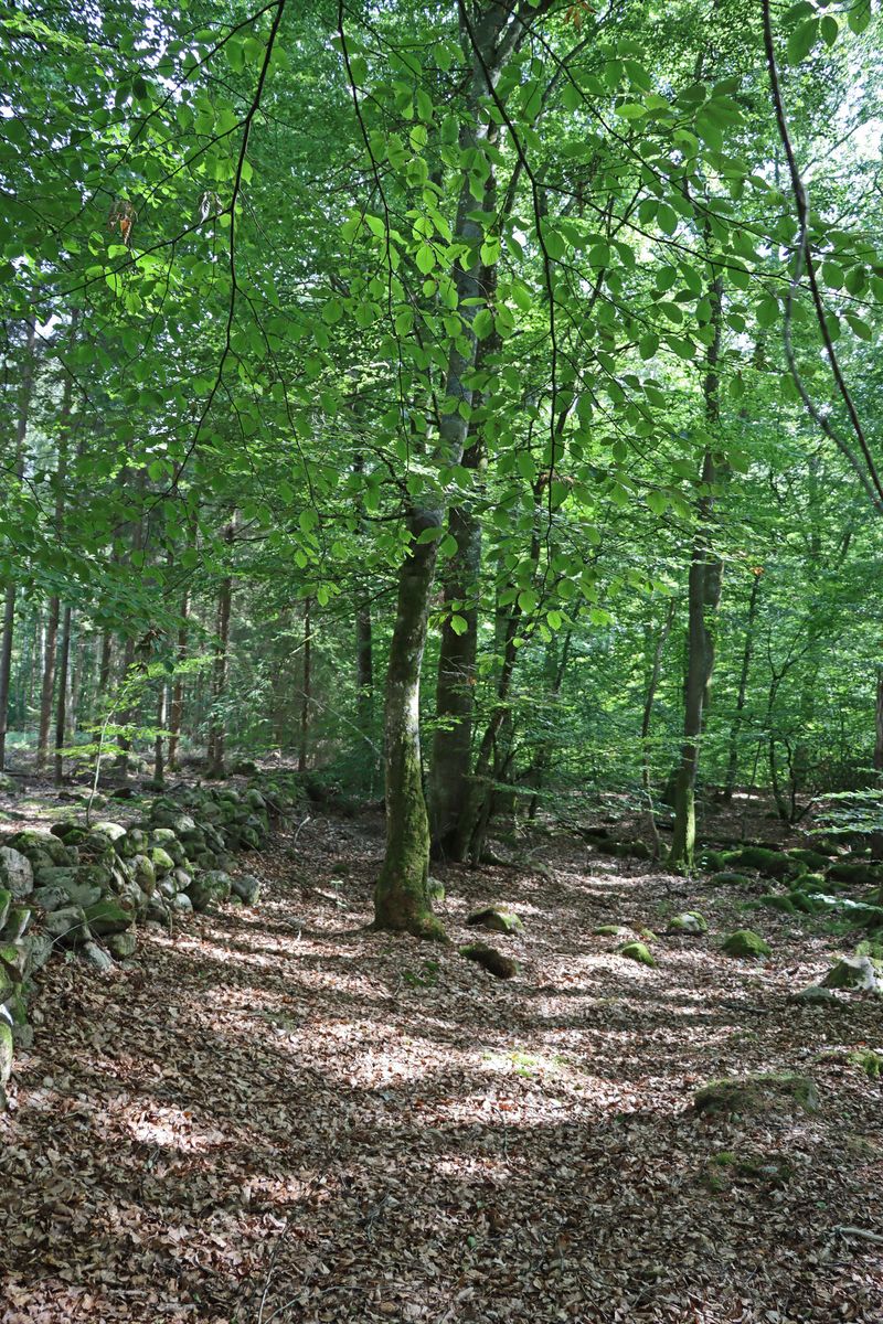 Bertilstorp - Skogsfastighet på Österlen