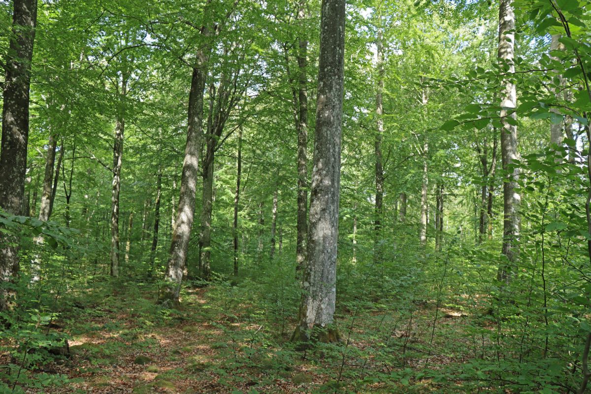 Bertilstorp - Skogsfastighet på Österlen
