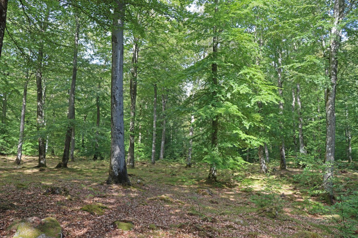 Bertilstorp - Skogsfastighet på Österlen