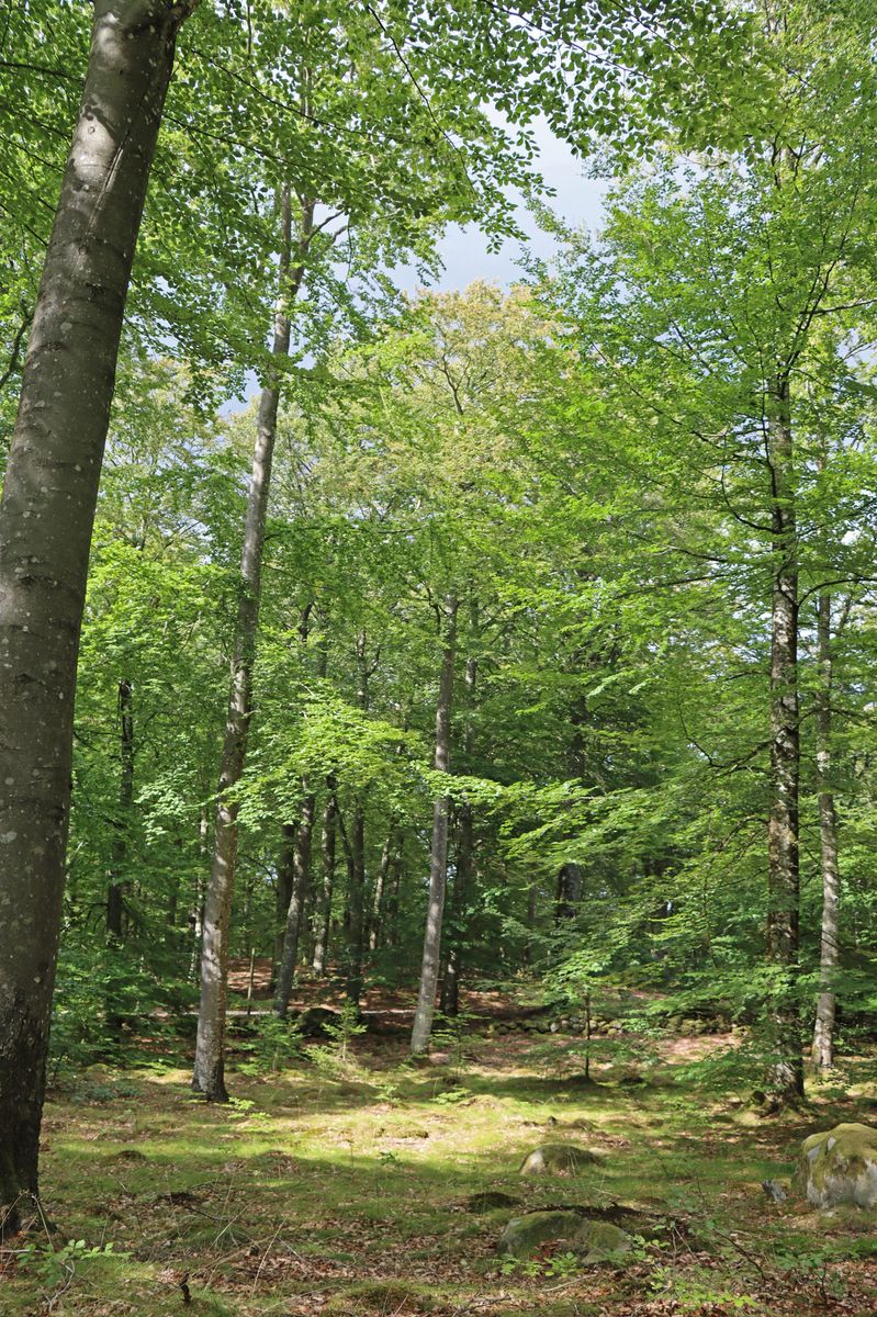 Bertilstorp - Skogsfastighet på Österlen