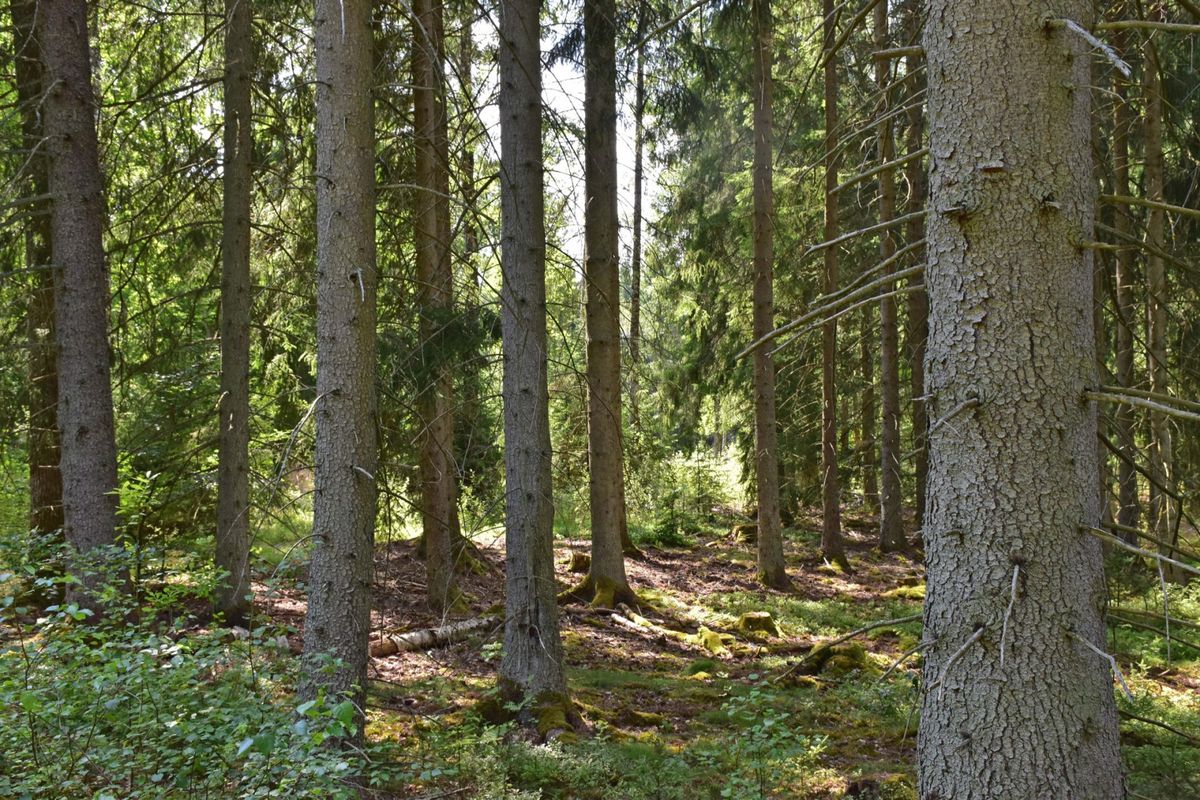 Skavenäs Mattisgård | Skavenäs - Exklusivt sjöläge