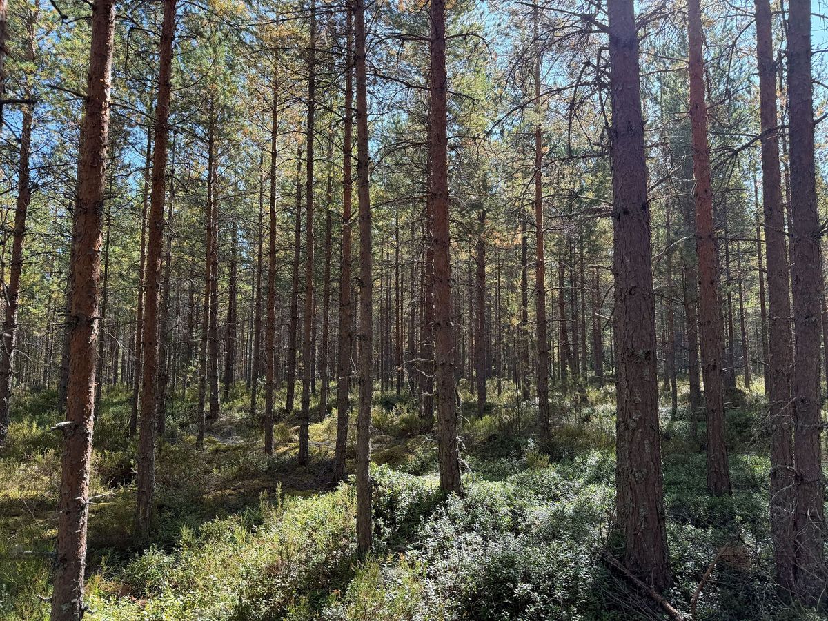 Fin skogsfastighet i Mora Vika