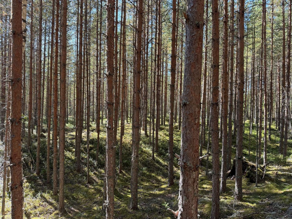 Fin skogsfastighet i Mora Vika