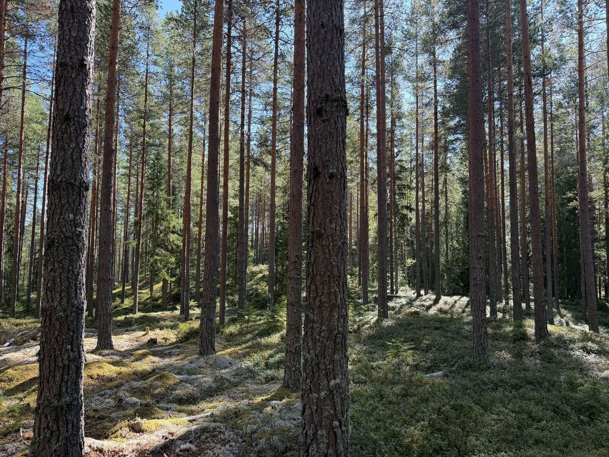 Fin skogsfastighet i Mora Vika