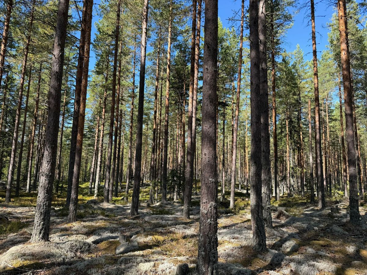 Fin skogsfastighet i Mora Vika