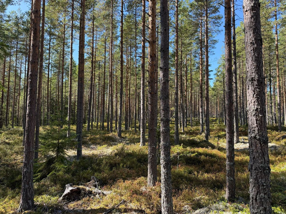 Fin skogsfastighet i Mora Vika