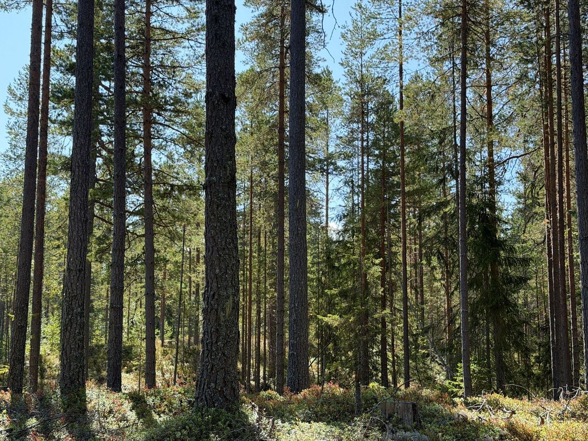 Fin skogsfastighet i Mora Vika