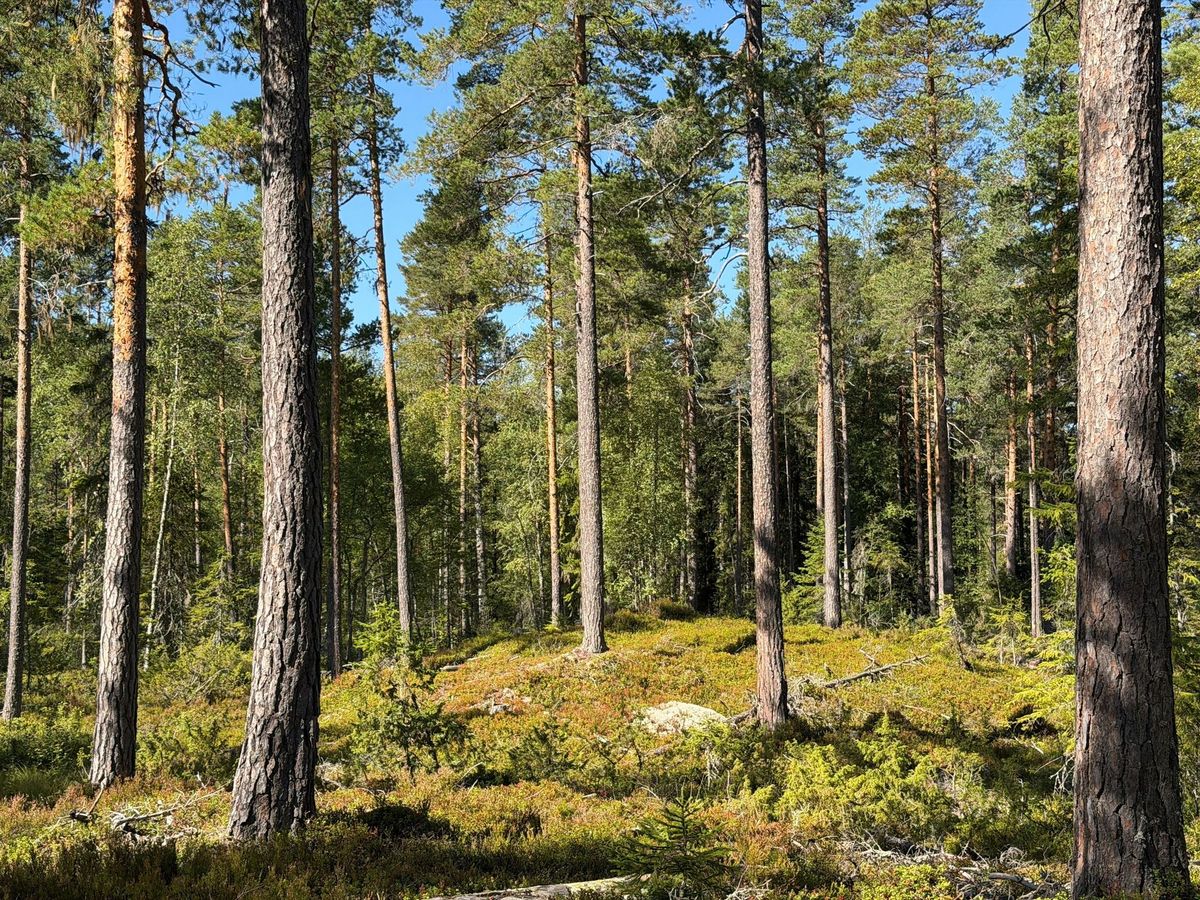 Fin skogsfastighet i Mora Vika