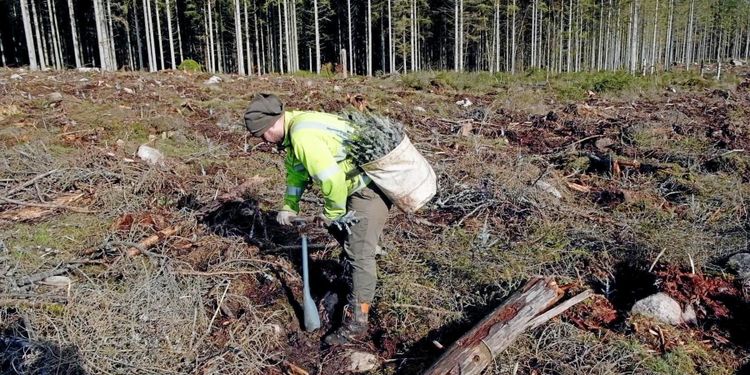 Bekräftat – det blir undantag för skogsarbetare