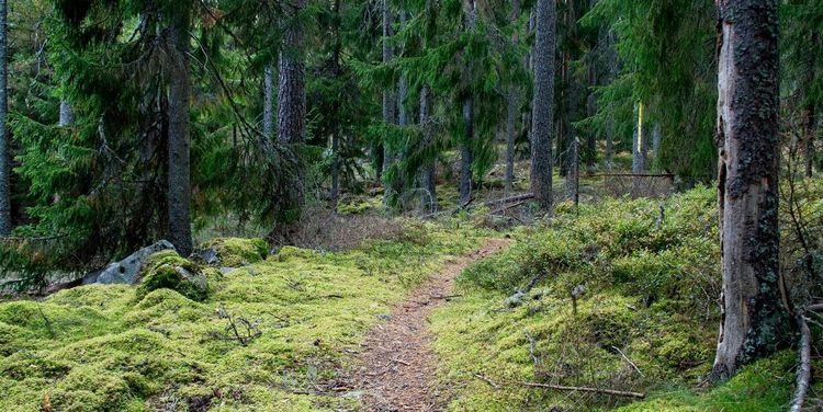 Målet: Omarrondera 10 000 hektar skog per år