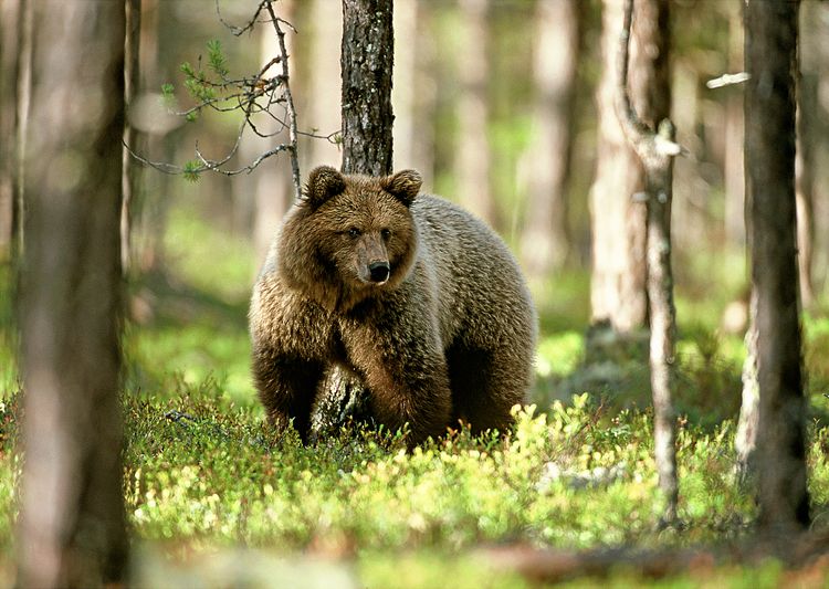 Björn i skogen.