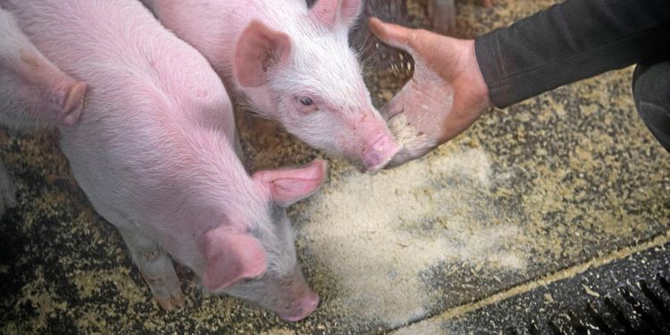 ”Bristen på veterinärer gemensamt ansvar”