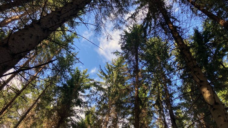 Naturvårdsverket vill rapportera fler skyddsformer