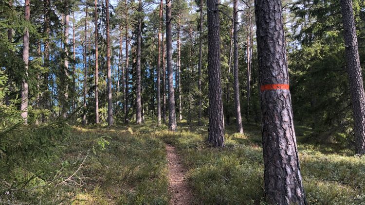 Nya bindande mål för kolsänkor i jord och skog föreslås