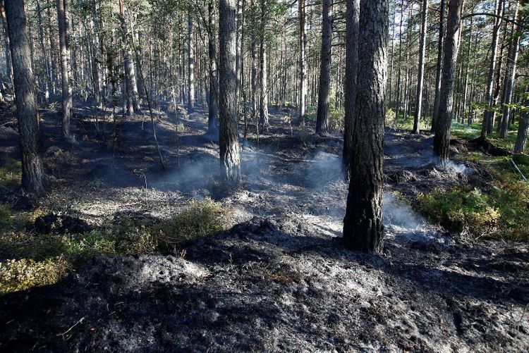 Pyrande skog.