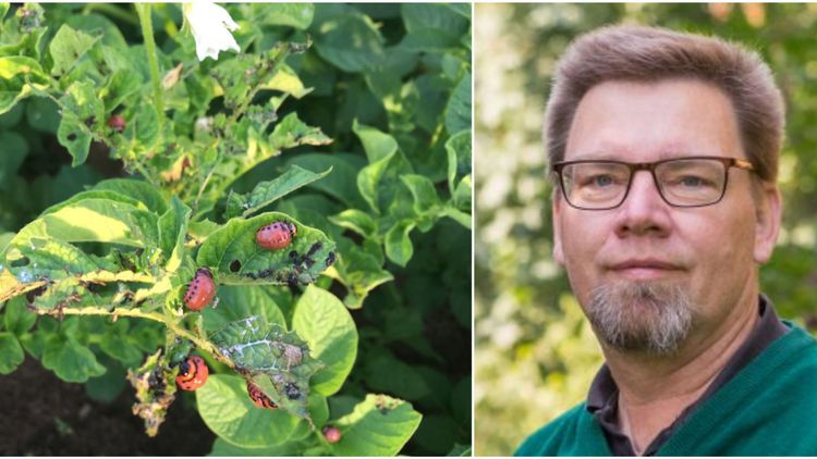 Larm om koloradoskalbagge i potatis