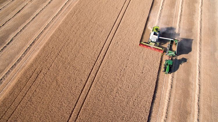 Höga spannmålspriser – fler säljer direkt vid skörd
