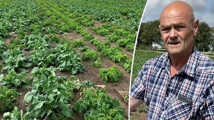 Förlorar stor del av odlingen
– fick fel gröda i fröpåsen