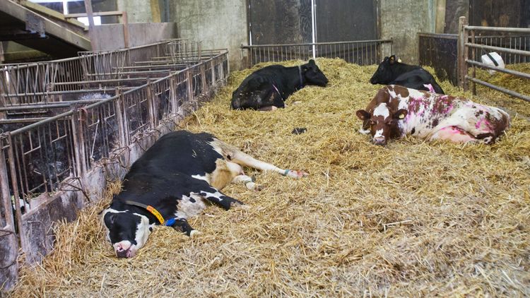 ”Djurens välfärd skadas av veterinärbristen”