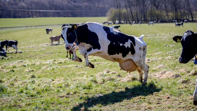 Arla ska exportera ekologiskt mjölkpulver till Kina