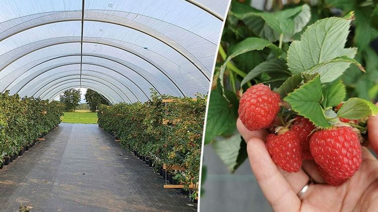 Klimatsäkra odlingarna mot extremväder