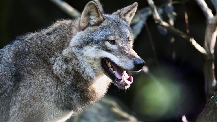LRF: Fler vargar måste skjutas