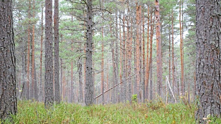 Sveaskog: Kan köpa lika mycket mark som vi säljer