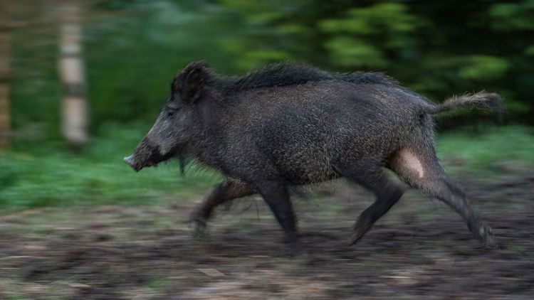 Jägarförening kritisk till vildsvinsförslag