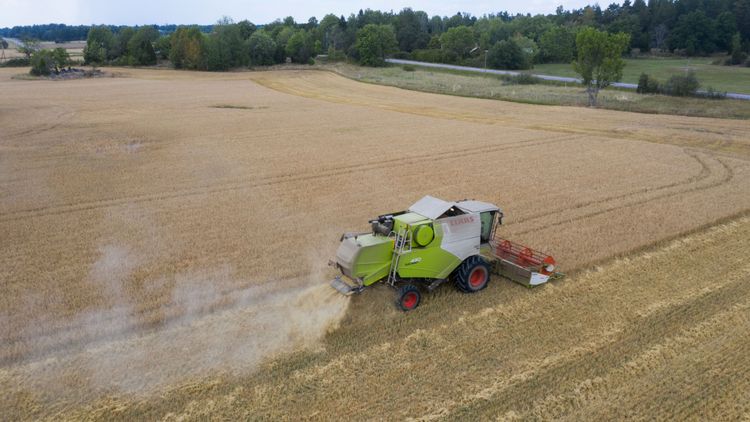 Minskad skörd kan ge en halv miljard lägre intäkter